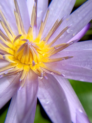Beautiful violet or purple lotus flower with water droplets on the petals is complimented by the...