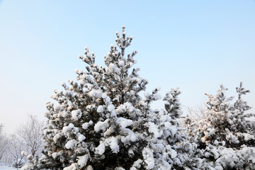 Pine in the snow