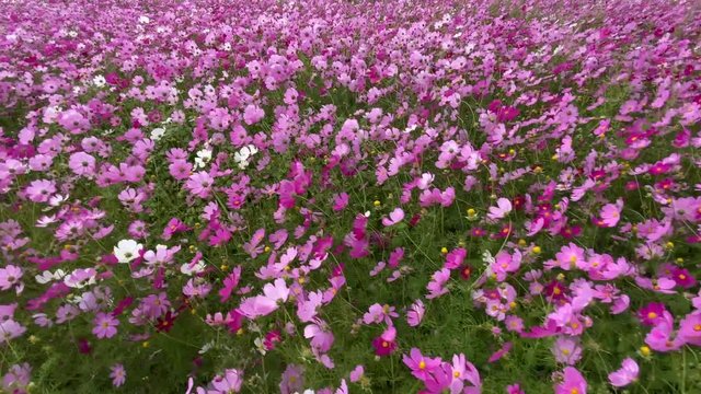 コスモス畑を歩く コスモス 秋 v01_00379(IMG_3984)