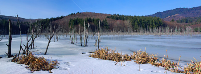 Winter forest lake panorama