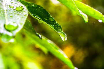 feuille et goutte d'eau