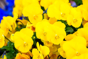 春　花の背景素材