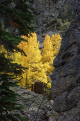 Autumn Yellow Foliage in Rocky Mountain National Park
