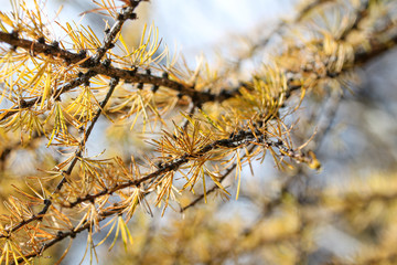 Larch branch with yellow and orange needles closeup macro photography. Autumn conifer in the forest or park