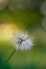 Macro of single dry dandelion flower on green, blurred bokeh bubble background