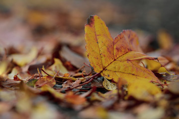 Macro of single fallen orange autumn leaf on ground. Shallow depth of field and blur with soft focus