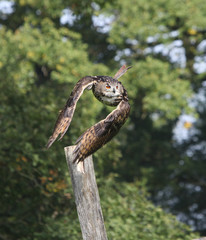 Uhu im Flug auf Beutesuche