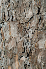 Woody bark of a Pine tree, taken in a mountainous forest