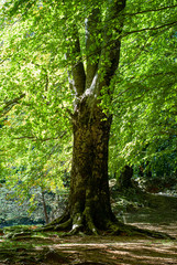 Centuries old Beech, with its lush foliage, taken in the woods of Mount Faito