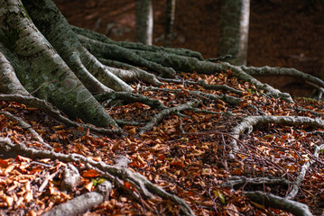 Roots, sticks and leaves of Beech, in typically autumnal colors, taken in the woods of Mount Faito