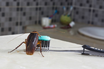 Cockroach on toothbrush in restroom