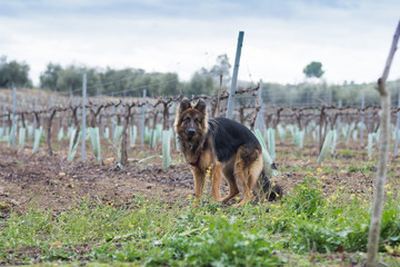 Perro pastor alemán en el campo
