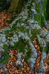 External roots of a centuries old Beech, covered with moss and fallen leaves, taken in autumn on Mount Faito