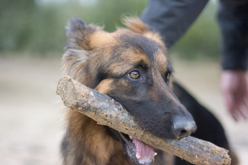 Perro pastor alemán
