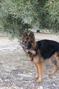 Perro pastor alemán en el campo