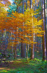 Fototapeta premium Autumn forest golden tree
