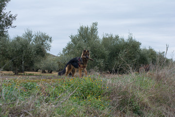 Perro pastor alemán en el campo