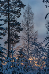 Sun rising behind snowy forest in Finland