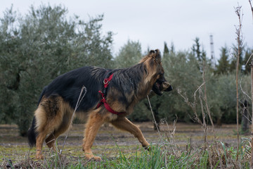 Perro pastor alemán en el campo