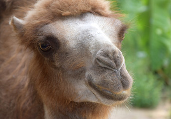 portrait of camel