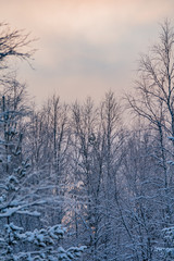 Snowy birch forest just before sunrise in winter in Finland