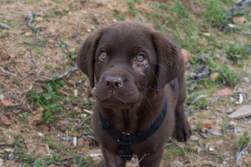 Cachorro de labrador