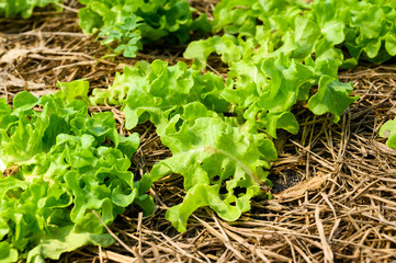 Organic vegetable farm of farmers There are many kinds of vegetables such as Green Oak,  Butterhead, Greencos are totally non-chemical vegetables.