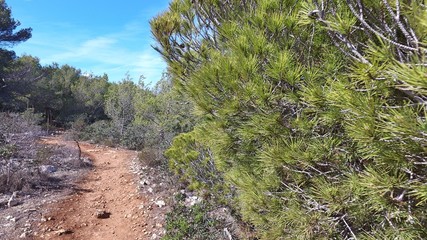 Beautiful nature of Majorca.
