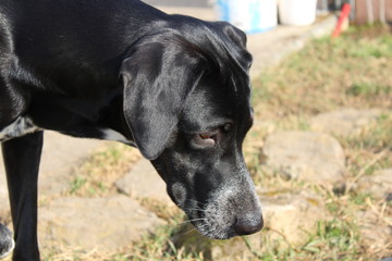 Schwarzer Labrador