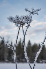 A close-up of a frosty plant in winter in Finland