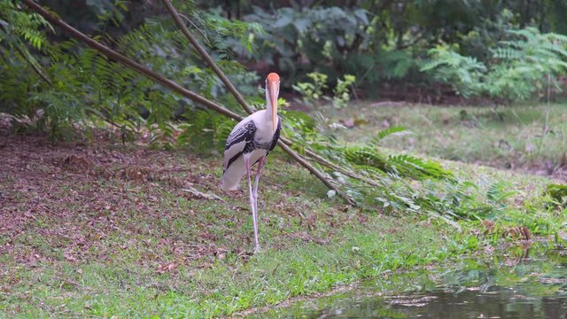 Painted Stork View Animal in zoo. footage video 4k.