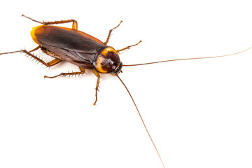 Cockroach with long long Mustache on white background