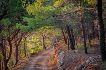 Curved dirt road in the pine forest along the Adriatic sea in Dalmatia, Croatia 