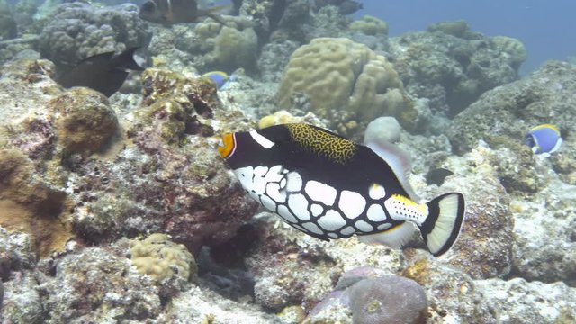 Clown triggerfish on the coral reef, Maldives. 4K
