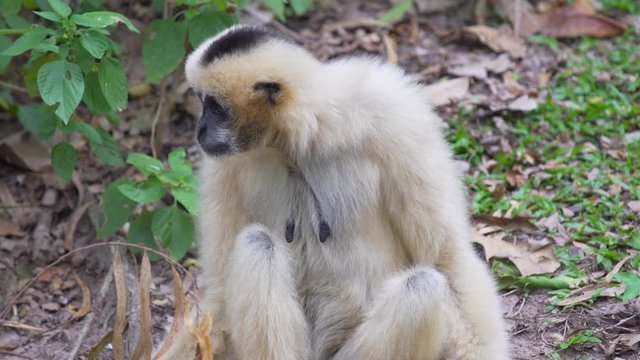 Hended Gibbon (Hylobates lar) take a rest on greensward. wildlife in topical rain forest. footage video 4k.