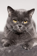 Gray cat, british breed, sad look, closeup. Yellow eyes.