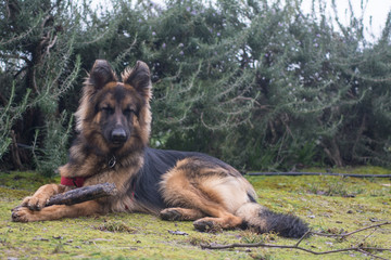 Perro pastor alemán en el campo