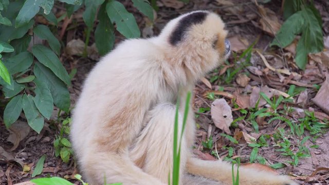Hended Gibbon (Hylobates lar) take a rest on greensward. wildlife in topical rain forest. footage video 4k.