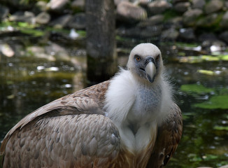 portrait of a vulture