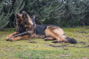 Perro pastor alemán en el campo