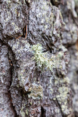 Lichen on the bark of a tree