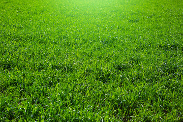green grass on green background