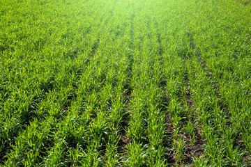 green grass on green background