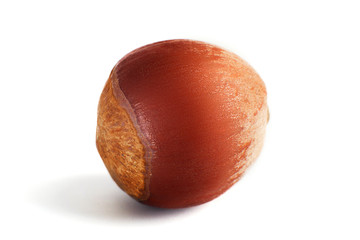 One dried hazelnut in closeup