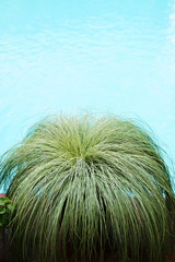 Ornamental plant view