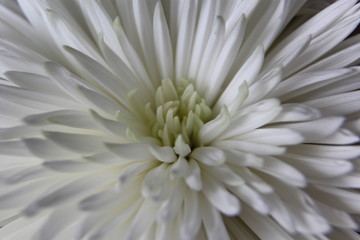 White chrysanthemums close-up. Gift for girl