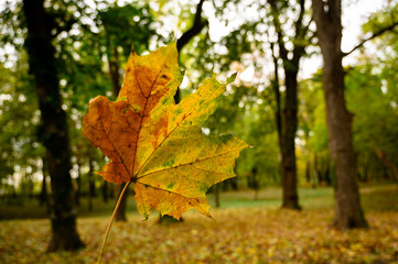 Autumn seasons with yellow colour