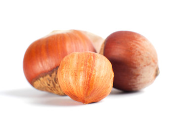 Three nuts filberts isolated on white background.