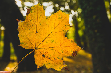 Autumn seasons with yellow colour
