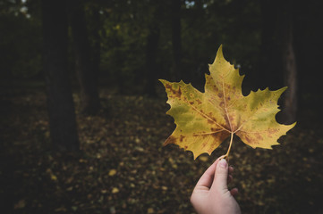 Autumn seasons with yellow colour